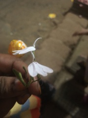 Rhinacanthus nasutus