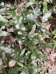 Grypothrix triphylla