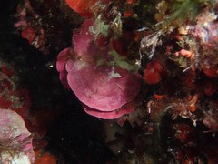 Lithophyllum stictaeforme