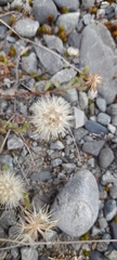 Vittadinia australis