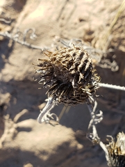 Cirsium pitcheri