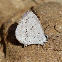 Celastrina neglecta