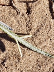 Cirsium pitcheri