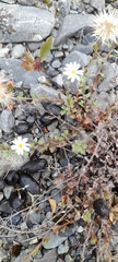 Vittadinia australis
