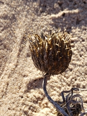 Cirsium pitcheri