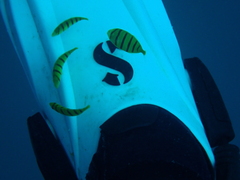 Gnathanodon speciosus