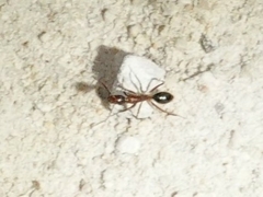 Camponotus inaequalis