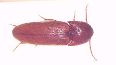 Anchastus australis