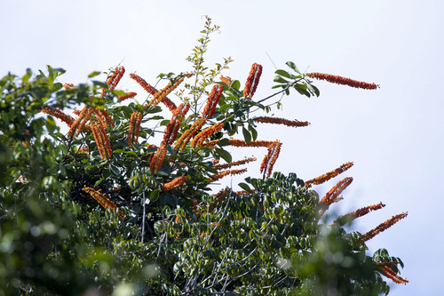Norantea guianensis