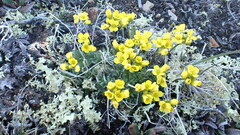 Draba oligosperma