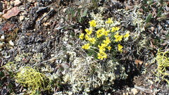 Draba oligosperma