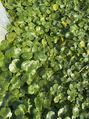 Hydrocotyle