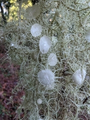 Usnea quasirigida