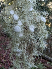 Usnea quasirigida