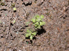 Sedum stellariifolium
