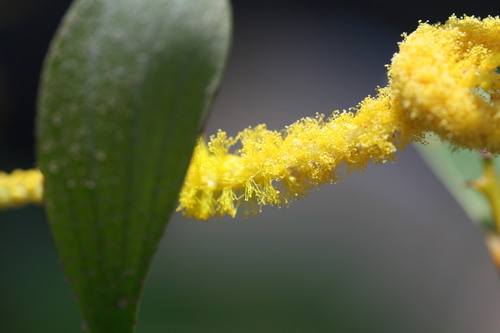 Image of Acacia tumida by (c) Benjamin Anderson, some rights reserved (CC BY)