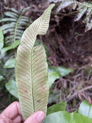 Diplazium donianum