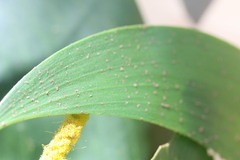Acacia tumida