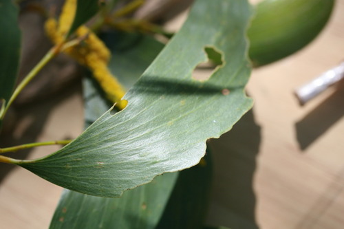 Image of Acacia tumida by (c) Benjamin Anderson, some rights reserved (CC BY)