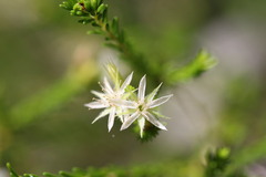 Calytrix brownii