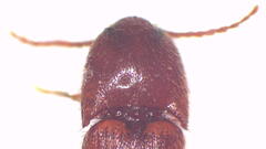 Anchastus australis