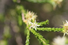 Calytrix brownii