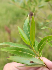 Salix euxina