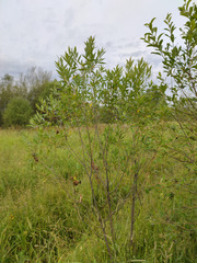 Salix euxina