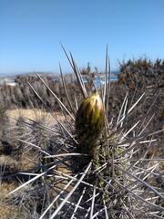 Trichocereus deserticola