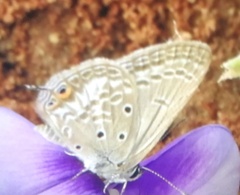 Euchrysops malathana