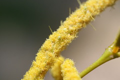 Acacia tumida