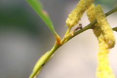 Acacia tumida