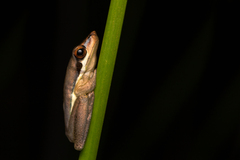 Litoria olongburensis