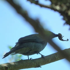 Coracina caesia caesia