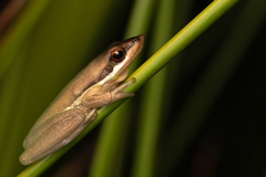 Litoria olongburensis