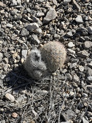 Escobaria chlorantha