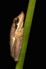Litoria olongburensis