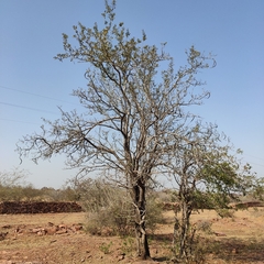 Dolichandrone falcata