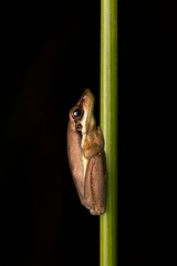 Litoria olongburensis