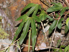 Pyrrosia polydactylos