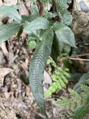 Grypothrix triphylla