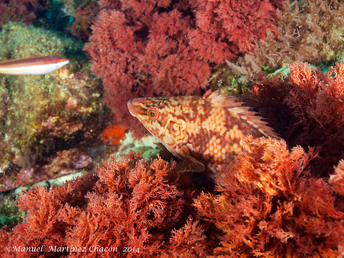 Ballan Wrasse