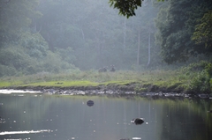 Bos gaurus