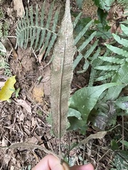 Grypothrix triphylla