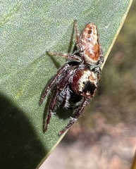 Opisthoncus nigrofemoratus