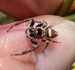 Opisthoncus nigrofemoratus