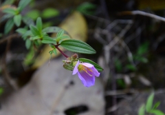 Melastoma malabathricum