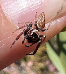 Opisthoncus nigrofemoratus