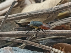 Idiella