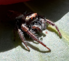 Opisthoncus nigrofemoratus